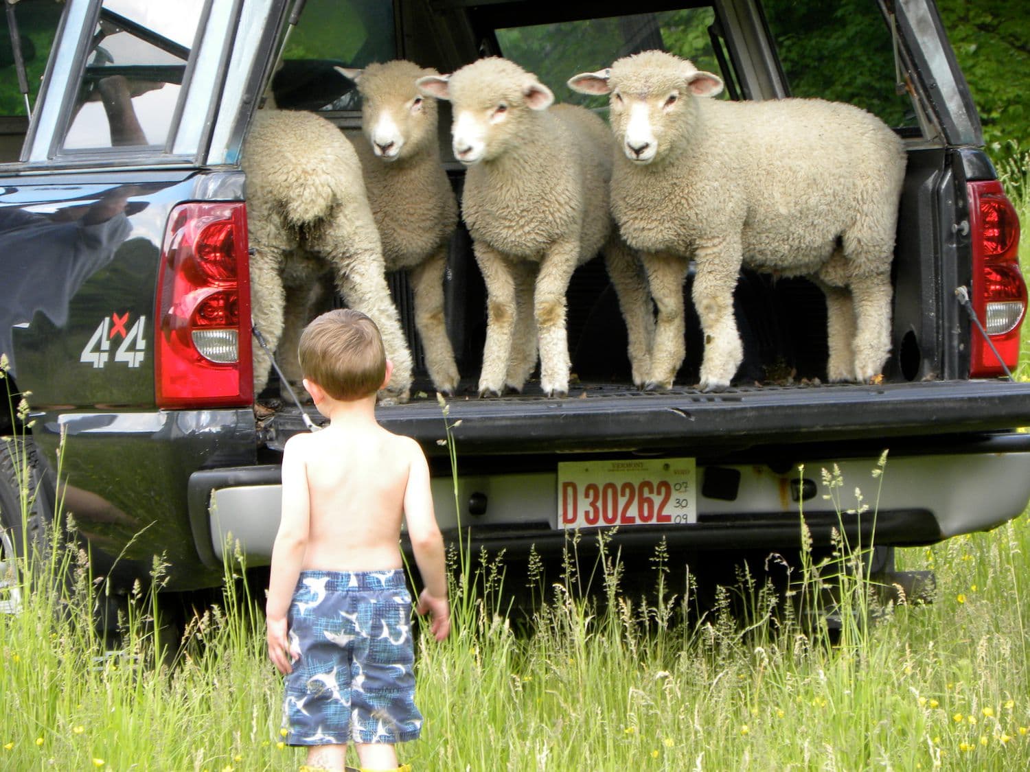 Judson as a toddler facing three lambs in the back of a pickup